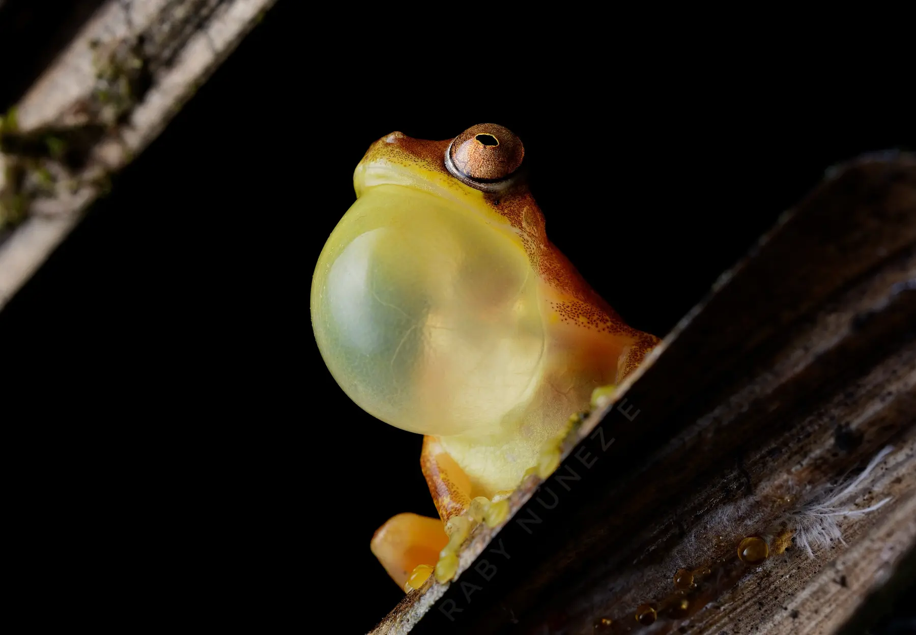 Sierpe Frogs Background
