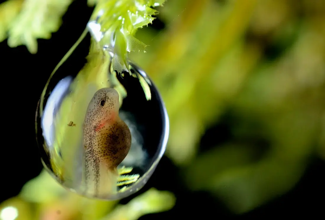 Young frog representing our growing scientific work